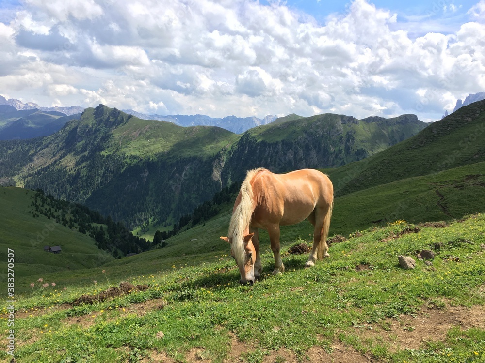 Horse grazing in the Dolomites, Italy Horse grazing in the Dolomites, Italy