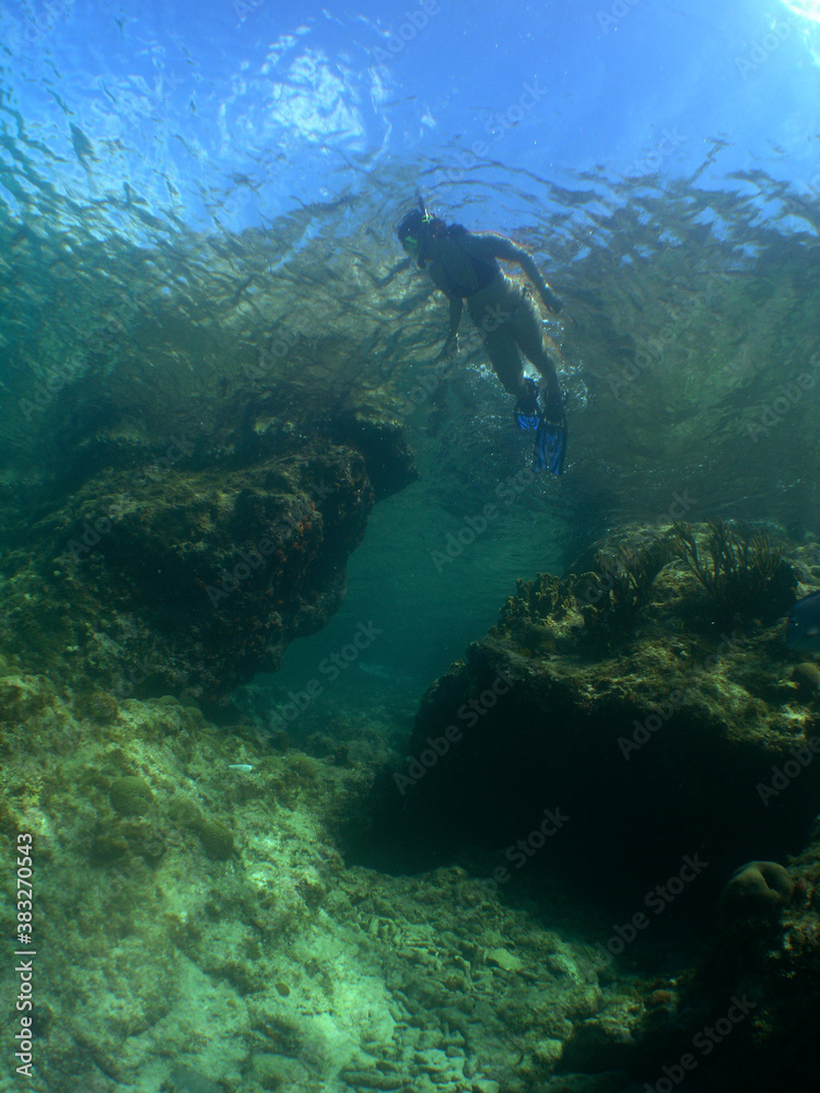 Fototapeta premium snorkel in the crystal clear waters of the island of Curacao