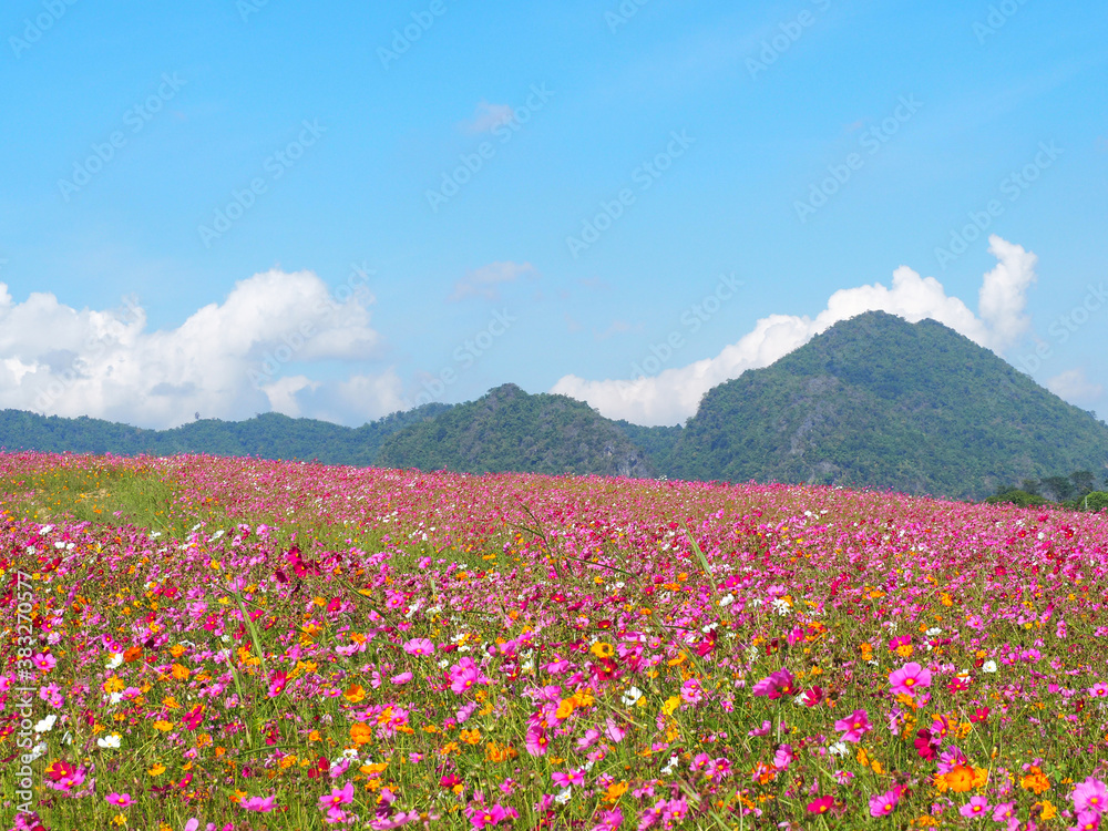Landscape beautiful of colorful cosmos flowers are blooming in the garden with mountains background. Space for text. Concept of flowers and environment