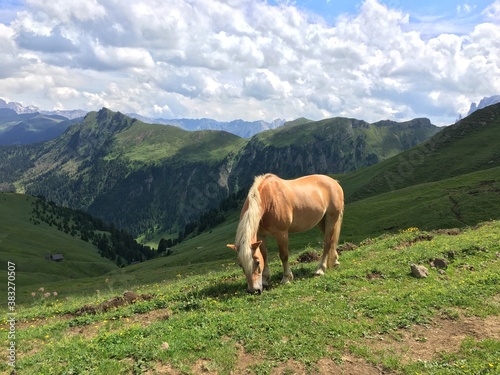 Horse grazing in the Dolomites, Italy