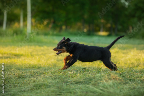 Rottweiler dog in nature. puppy running on the grass. pet in park