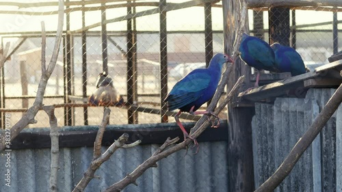 Beautiful unusual purebred blue birds goes on a branch, exhibition of beautiful birds