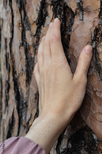 Female hand on the bark of a pine tree
