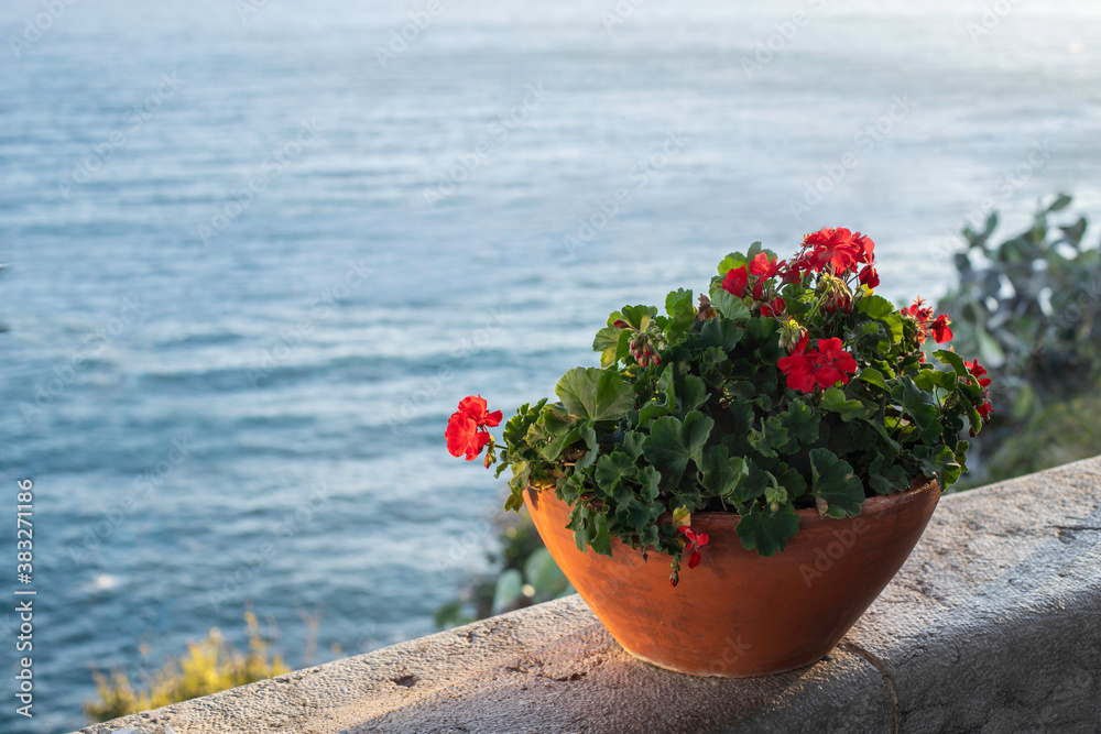 geranium flowers in the pot on the sea background