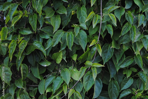 The green tree plants in the garden by the house