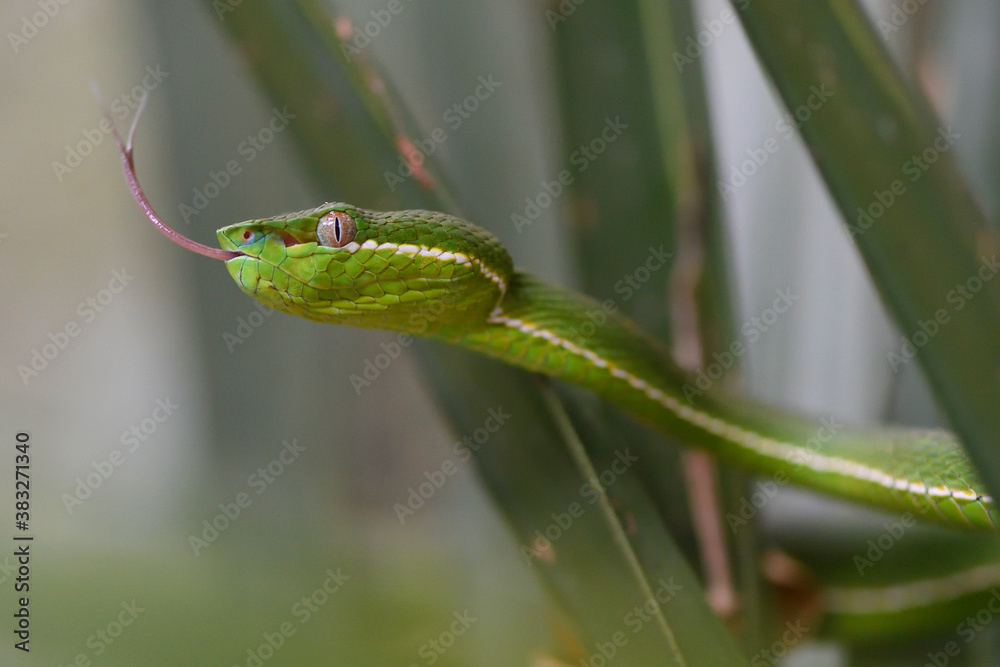 Green snake Green snake