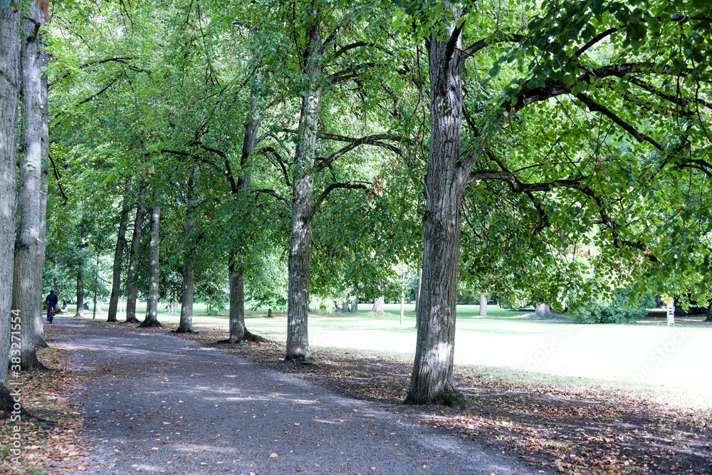 Forststraße im Herbst, vergilbte Bäume und Farben der Natur Forststraße im Herbst, vergilbte Bäume und Farben der Natur