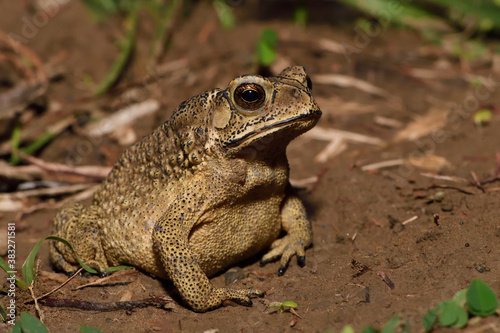 Asian Black-spectacled toad