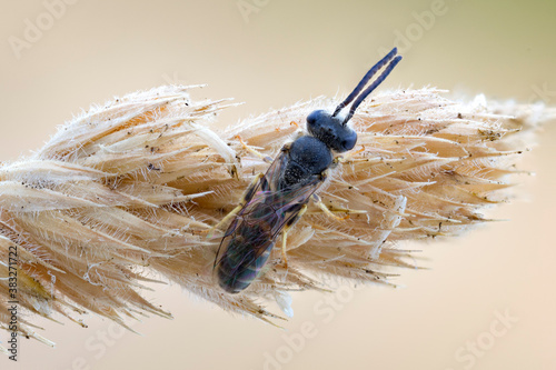 Canvas Print extreme close up of a sweat bee  on a wild plant.