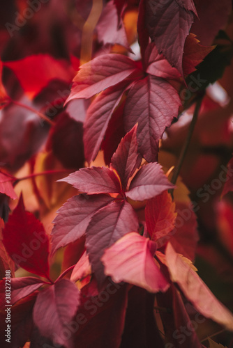 Red autumn leaves. Background full of leaves.
