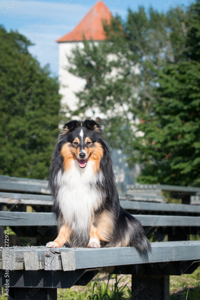 Summer portrait of sweet cute and smiling black and white shetland sheepdog, sheltie sitting outside on a wooden bench. Little lassie dog outdoors on bench, small collie with green background