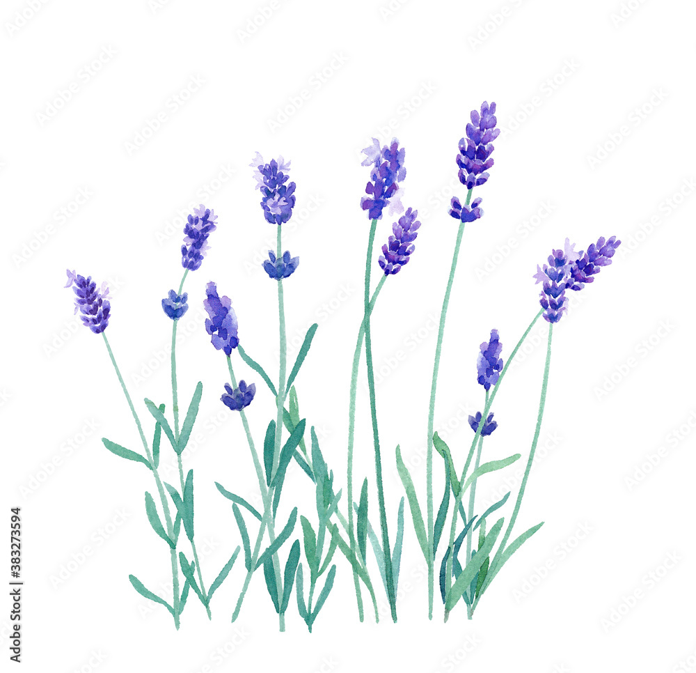 Obraz premium ハーブ:ラベンダーの水彩イラスト(トレースベクター)