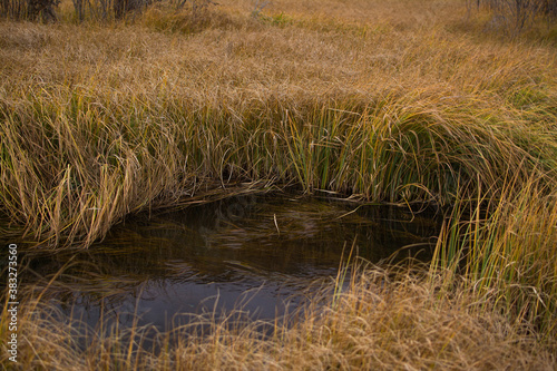 A lake overgrown with reeds. View of a long reed in natural conditions on the lake.