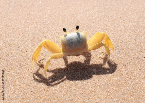 Картината върху платно CRAB ON THE BEACH - BRAZIL