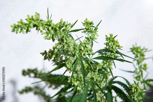 Marijuana Growing on Cannabis Farm.