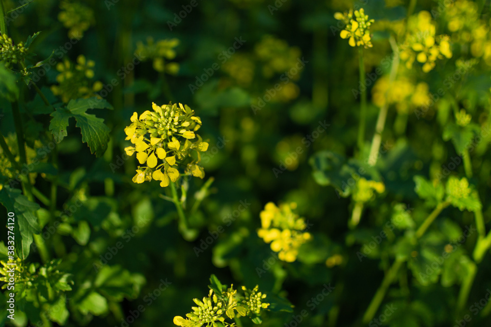 Bright yellow mustard flowers among green leaves and stems. Cruciferous plants in sun light. Summer Bright yellow mustard flowers among green leaves and stems. Cruciferous plants in sun light. Summer