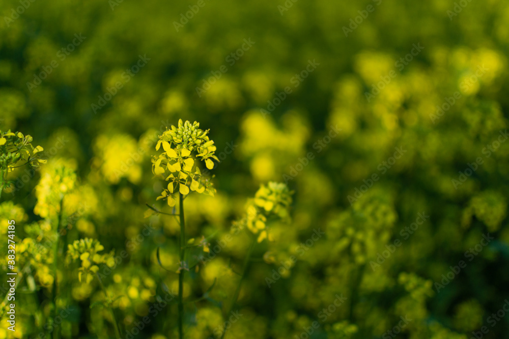Bright yellow mustard flowers with green leaves and stems. Cruciferous plants. Summer field in light of sun