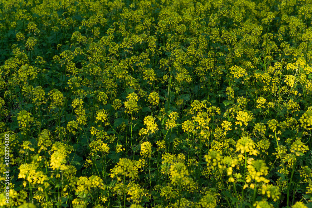 Field of bright yellow mustard flowers with green leaves and stems. Cruciferous plants. Summer Field of bright yellow mustard flowers with green leaves and stems. Cruciferous plants. Summer