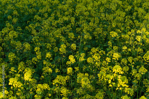 Field of bright yellow mustard flowers with green leaves and stems. Cruciferous plants. Summer © SymbiosisArtmedia
