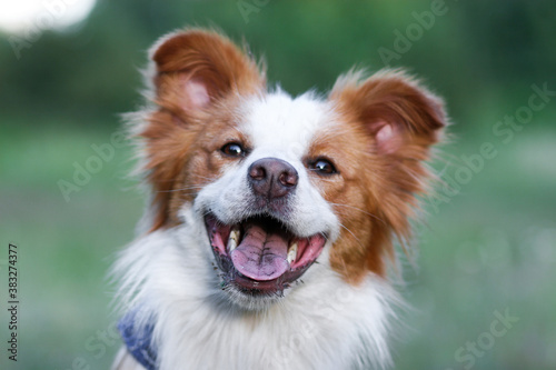 Smiling charming adorable sable red and white border collie female outdoors portrait on summer time with background of green grass. Most clever dogs breed in the world - herding border collie  © Lidia
