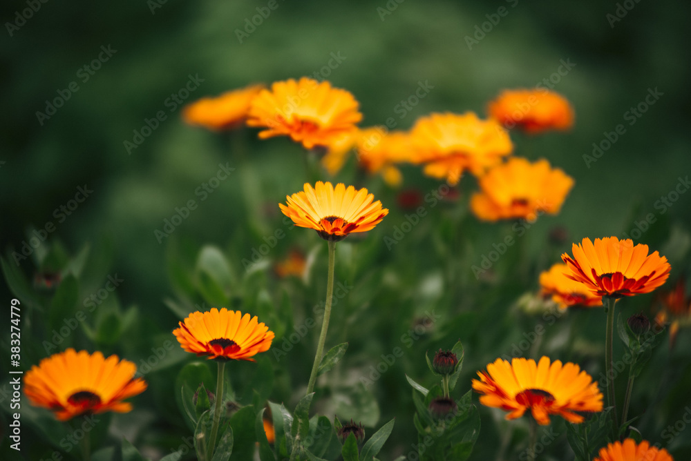 Yellow flowers on a green flowerbed. Harmony of silence. Yellow flowers on a green flowerbed. Harmony of silence.