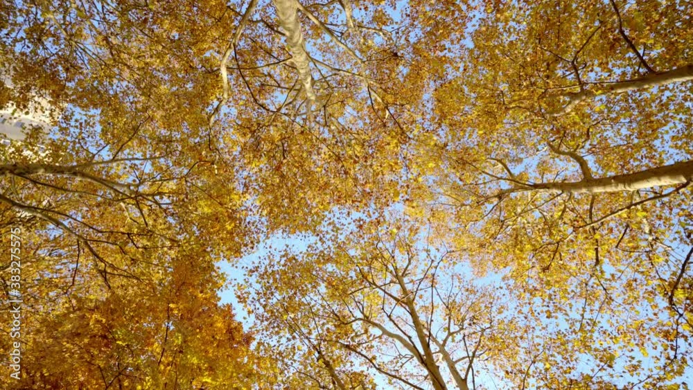 Autumn forest, golden leaves, low-angle shot, rotating lens Autumn forest, golden leaves, low-angle shot, rotating lens