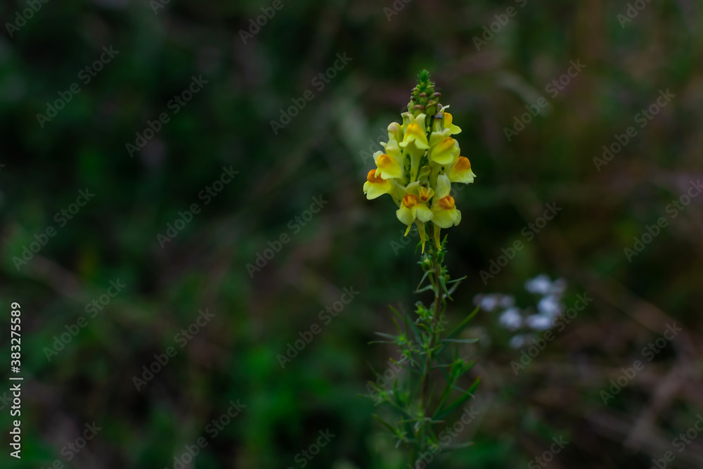 Bright yellow flower of Linaria vulgaris with an orange center. Field summer plant. Green grass background Bright yellow flower of Linaria vulgaris with an orange center. Field summer plant. Green grass background