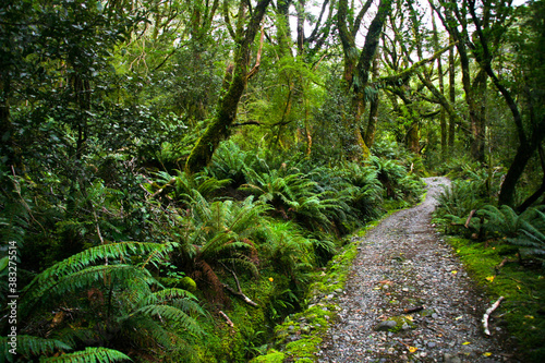 Path through ancient forest, Milford Track National Park, New Zealand