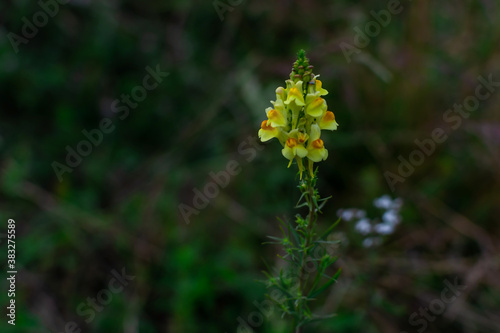 Bright yellow flower of Linaria vulgaris with an orange center. Field summer plant. Green grass background