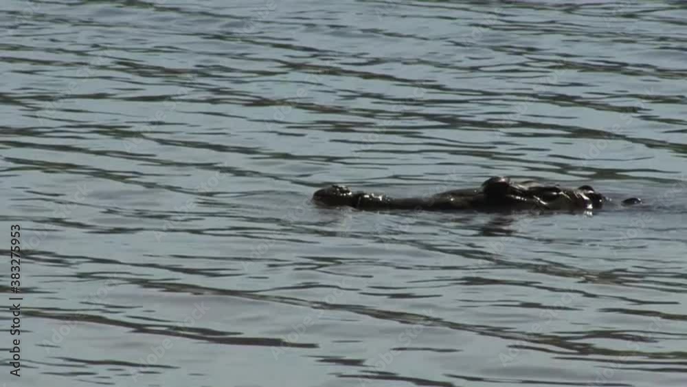 Crocodile swimming in the Tarcoles river in COsta Rica. Crocodile swimming in the Tarcoles river in COsta Rica.