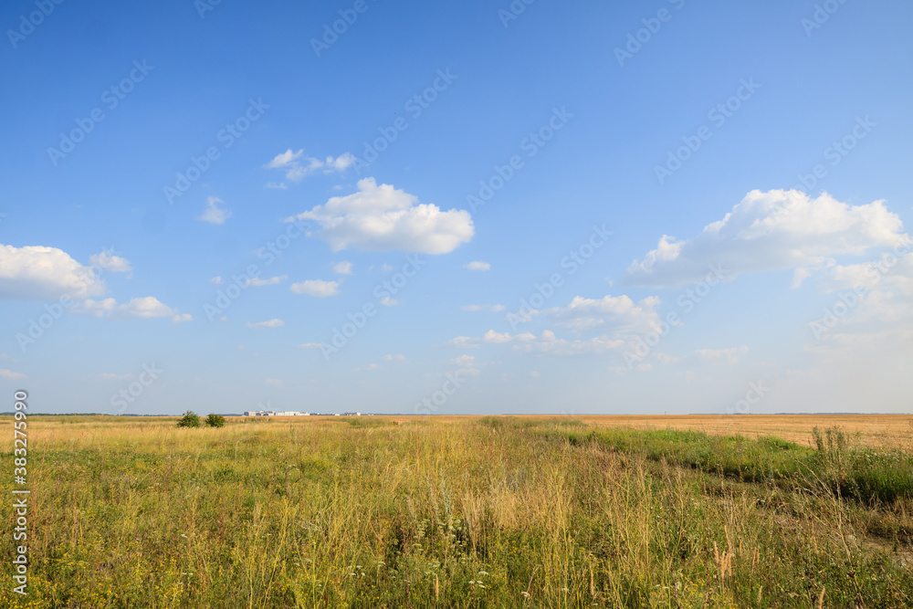 grass field and sky