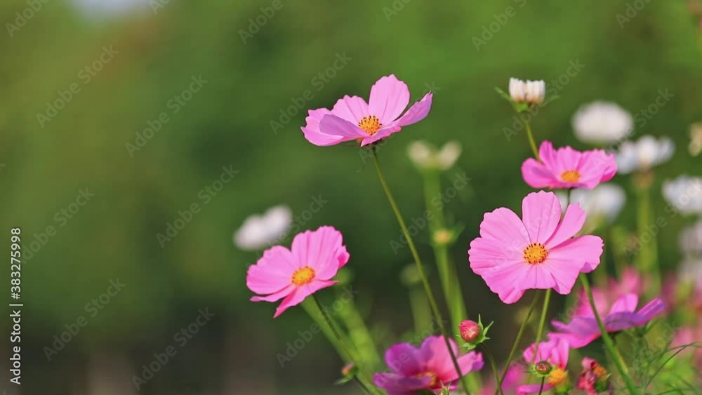 Pink garden cosmos flowers gently swaying on green natural background Pink garden cosmos flowers gently swaying on green natural background