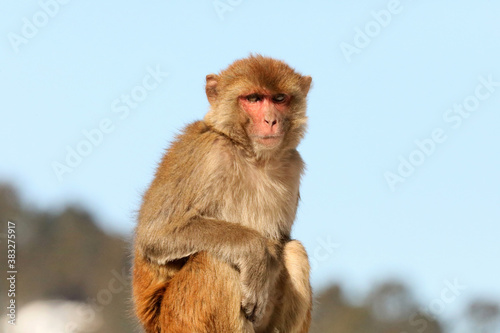 Rhesus Macaque  Macaca  Chopta  Uttarakhand  India