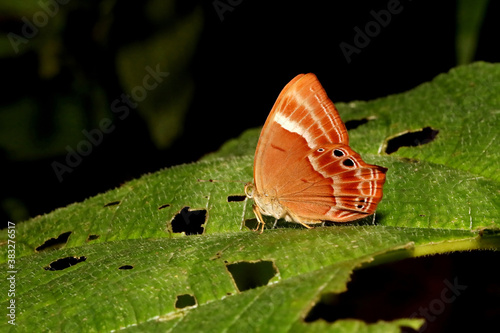 Double Banded Judy Butterfly, Abisara bifasciata, Bondla Wildlife Sanctuary, Goa,India photo
