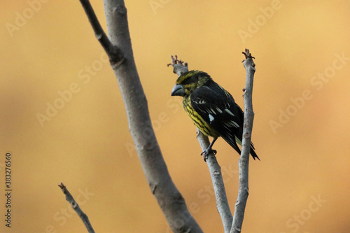 Spot Winged Grossbeak, Mycerobas melanozanthos, Mandal, Uttarakhand, India photo