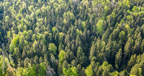 Aerial view of forest. Drone Birdeye view of colourful trees © cloudless