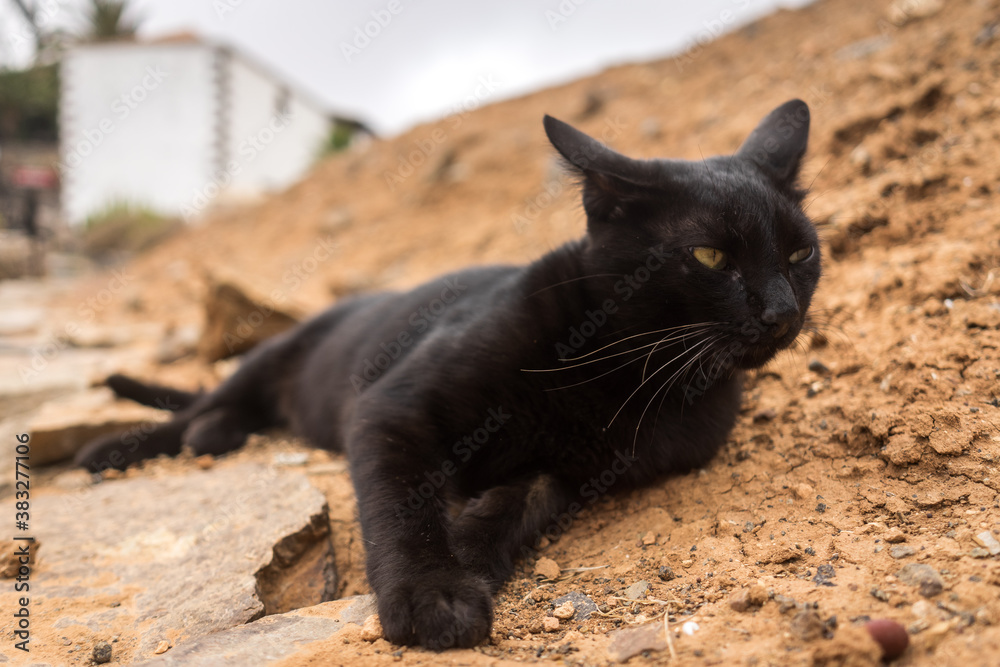Obraz premium Portrait of a black cat lying on the ground.