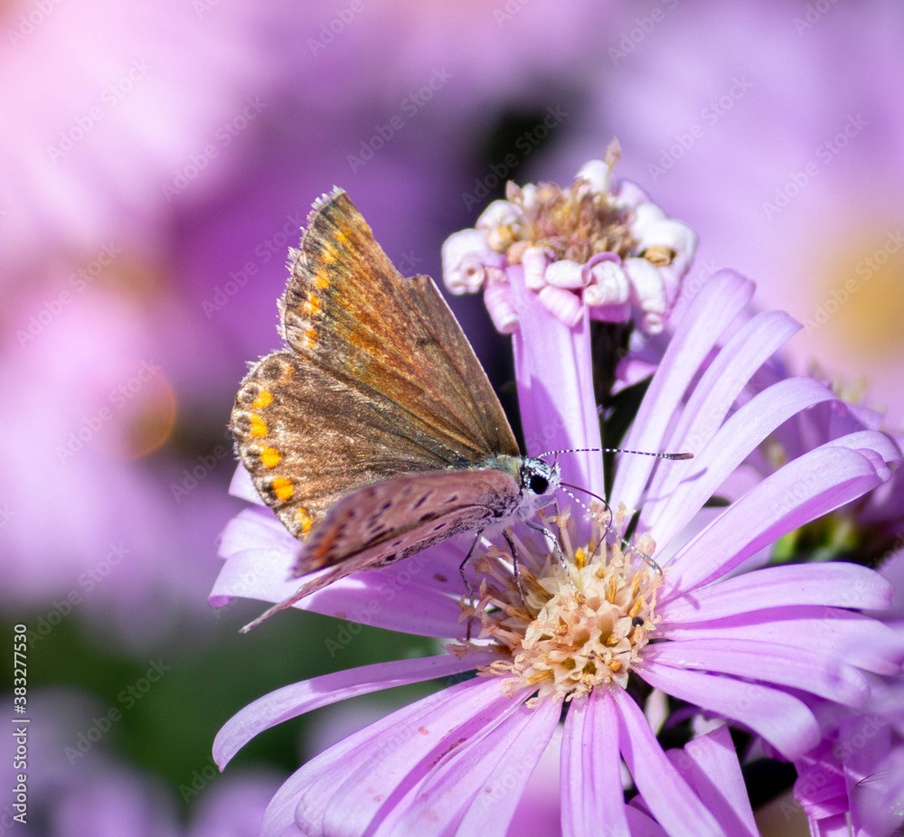 Butterfly on a flower on a sunny day Butterfly on a flower on a sunny day