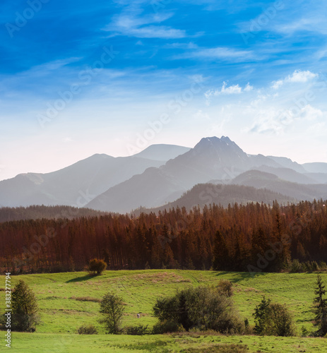 Fototapeta Naklejka Na Ścianę i Meble -  Beautiful rocky summits and colourful forest under blue sky - Tatra Mountains in Poland