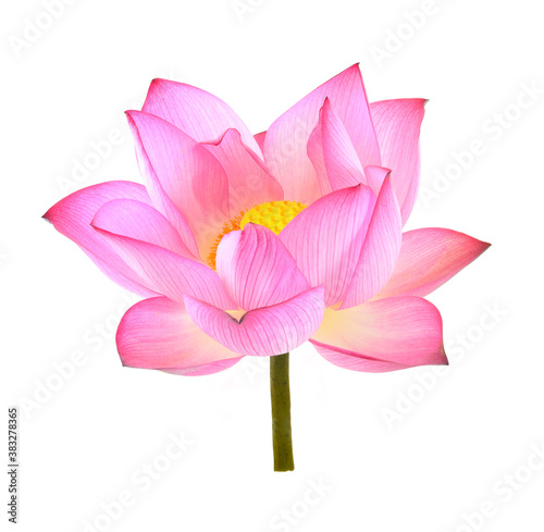 lotus isolated on white background. © sangsiripech