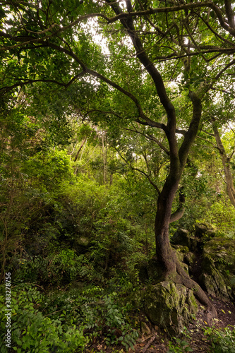 Natural vegetation of the ravine of the Canary Islands © Ángel Sosa