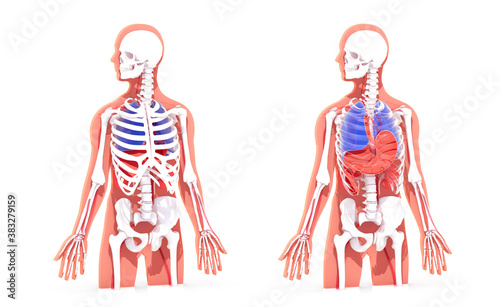3d illustration of the human skeleton on a cutout silhouette. Showing bones and internal organs in relief.