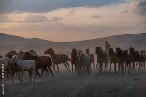 Wild horses run in foggy at sunset. Between Cappadocia and Kayseri  Turkey