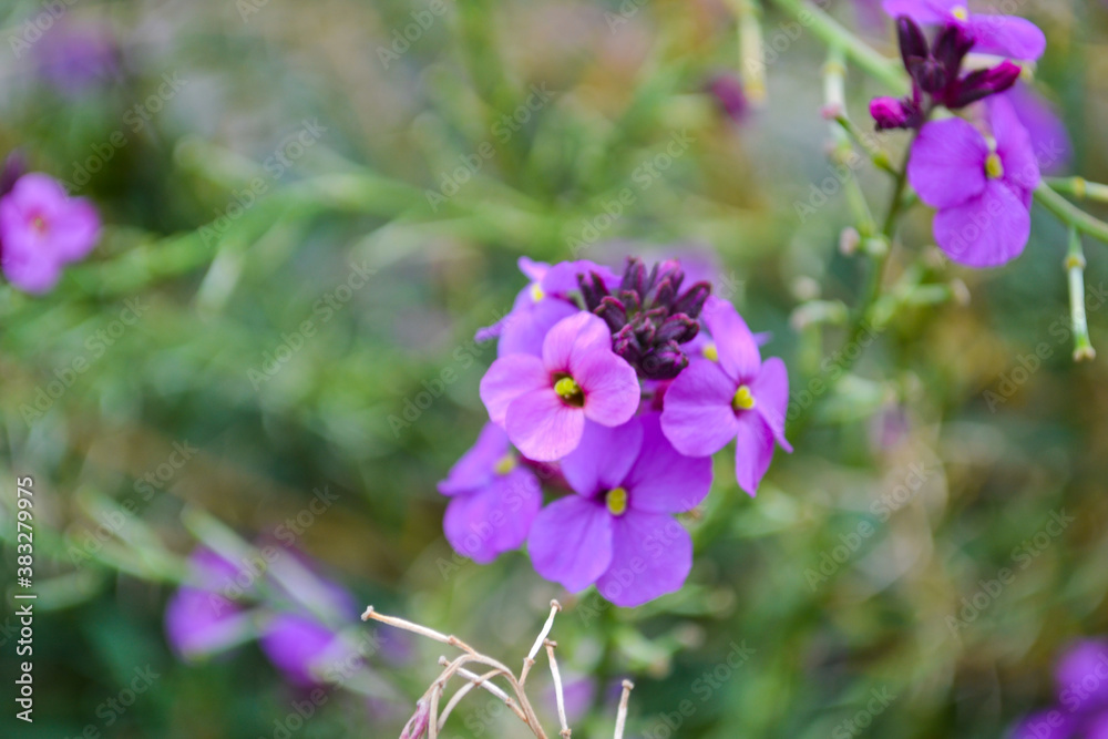 Fototapeta premium Pink and purple flowers close up in the garden