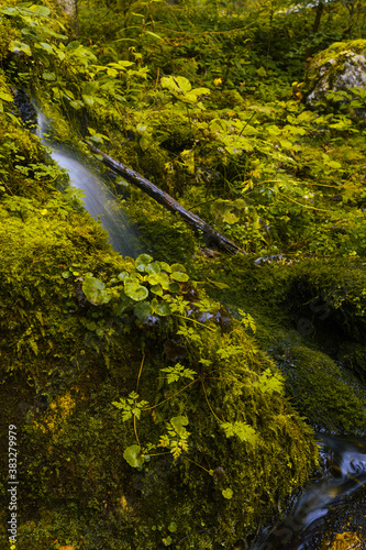 winziger Wasserfall im Moos