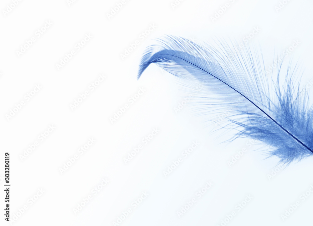 Fototapeta premium 羽