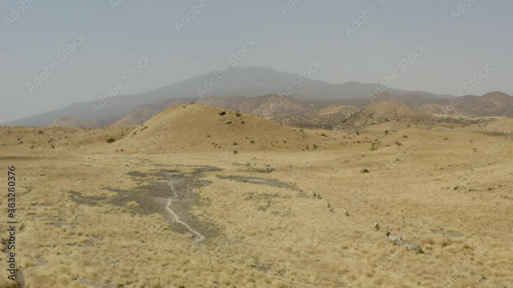 Drone video of a group of zebras running on a yellow savannah with trees and a background of mountains and a beautiful landscape. Aerial shot of a zebra Tanzania.
Drone video of a group of zebras running on a yellow savannah with trees and a background of mountains and a beautiful landscape. Aerial shot of a zebra Tanzania.
