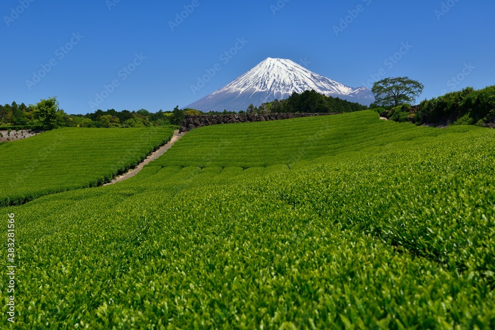 富士山と新緑の茶畑 富士山と新緑の茶畑