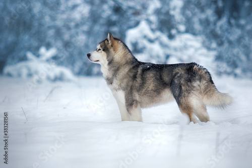 dog in the snow in winter