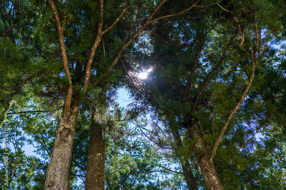 Fototapeta premium sun in the forest